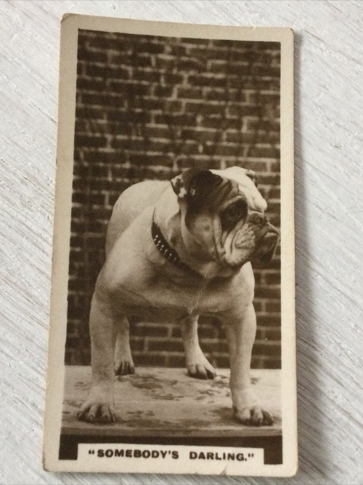 De Reszke Cigarette Card Series 1 No 8 Somebodys Darling Bulldog Photo Vintage