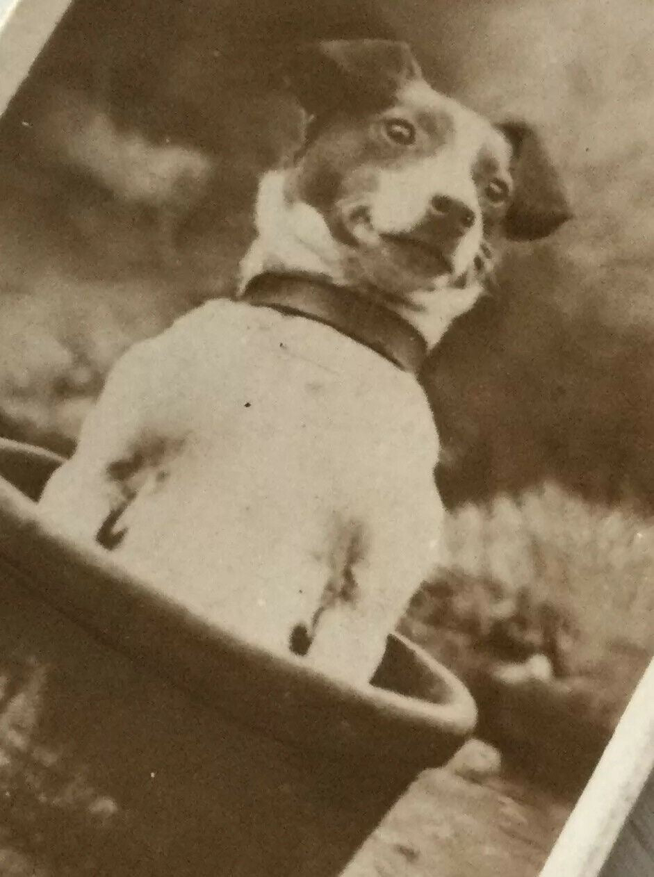 De Reszke Cigarette Card Series 3 No 8 A Big Pot cute dog in flower pot photo