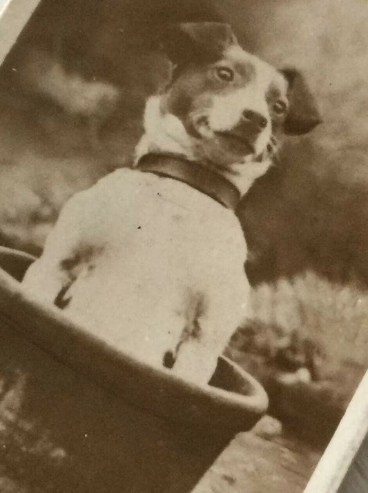 De Reszke Cigarette Card Series 3 No 8 A Big Pot cute dog in flower pot photo