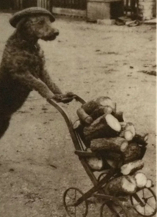 De Reszke Cigarette Card - Series 4 No. 8 -'The Transport Worker' - Funny photo - Dog pushing pram
