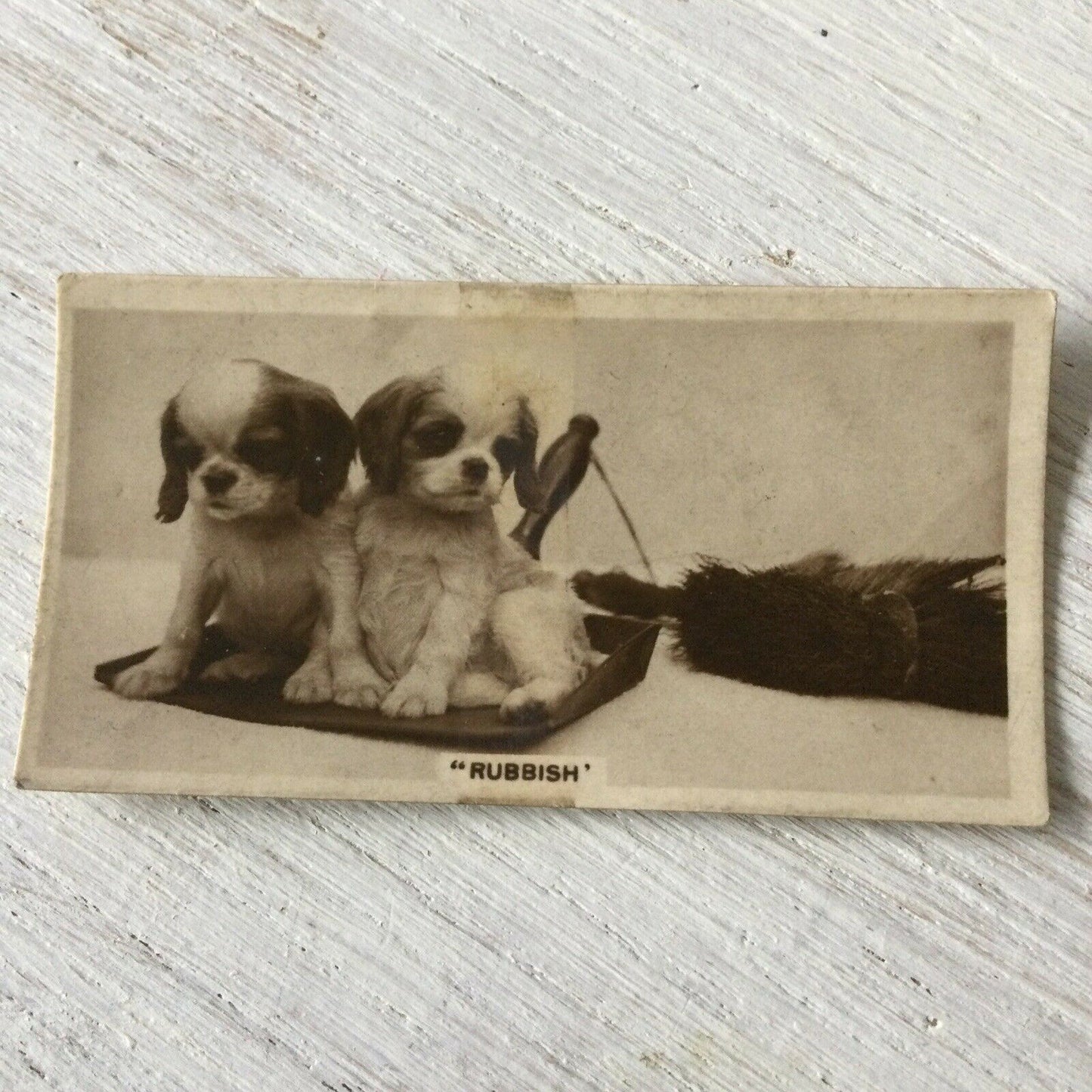 Millhoff De Reszke Cigarette Card - Series 3 No. 23 - 'Rubbish' - Cute puppies on dustpan - spaniel