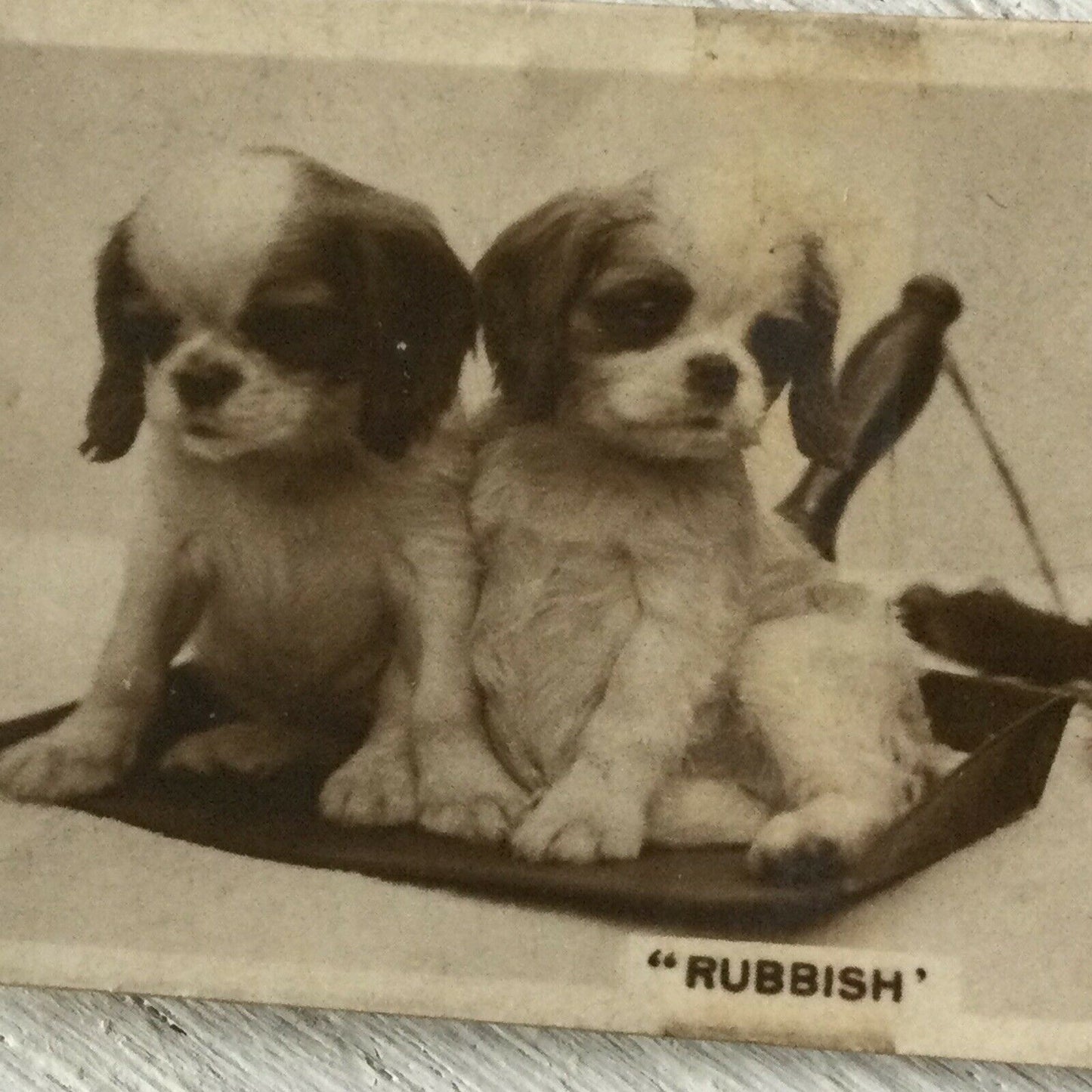 Millhoff De Reszke Cigarette Card - Series 3 No. 23 - 'Rubbish' - Cute puppies on dustpan - spaniel