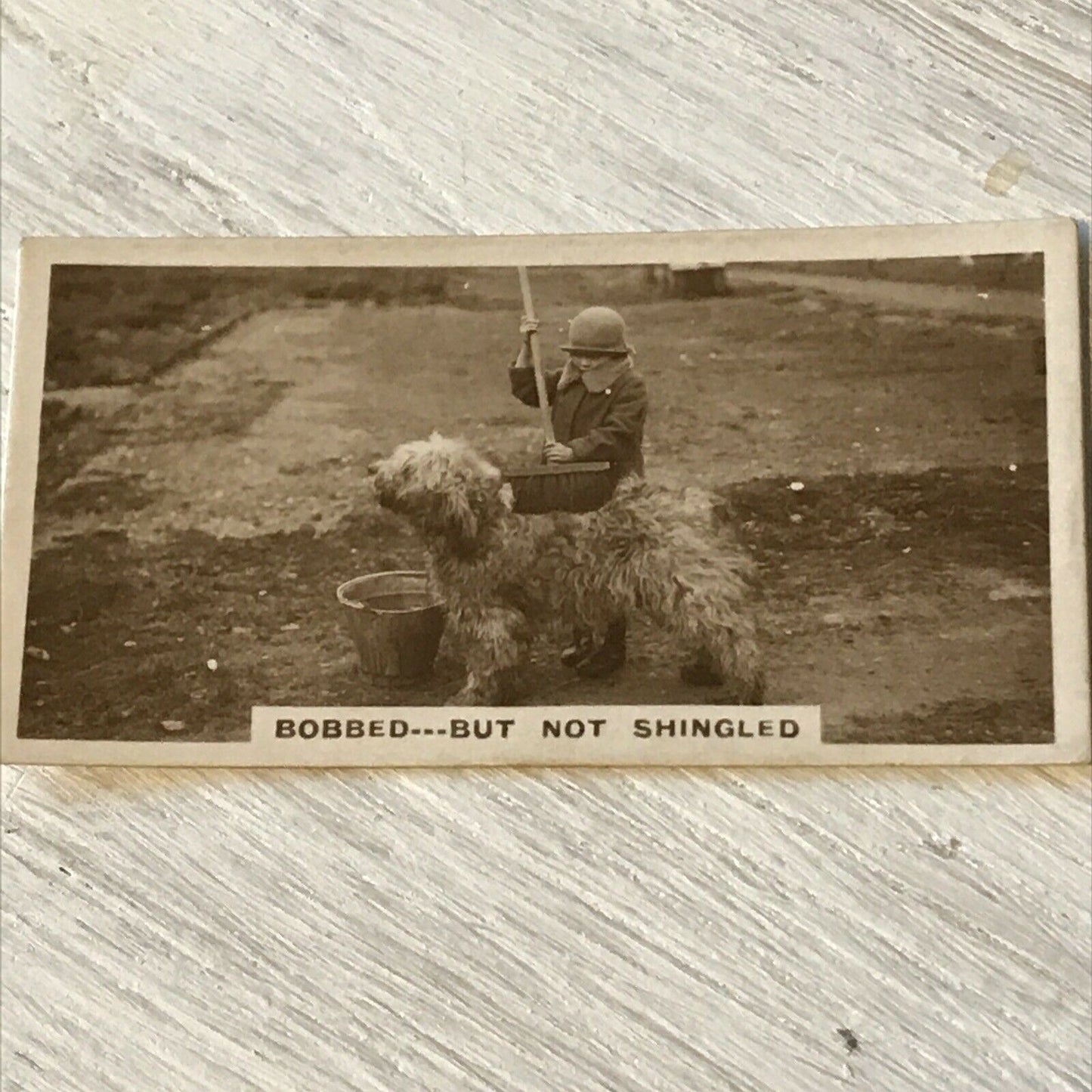 De Reszke Cigarette Card - Series 2 No. 16 - 'Bobbed But Not Shingled' - Dog being bathed outside