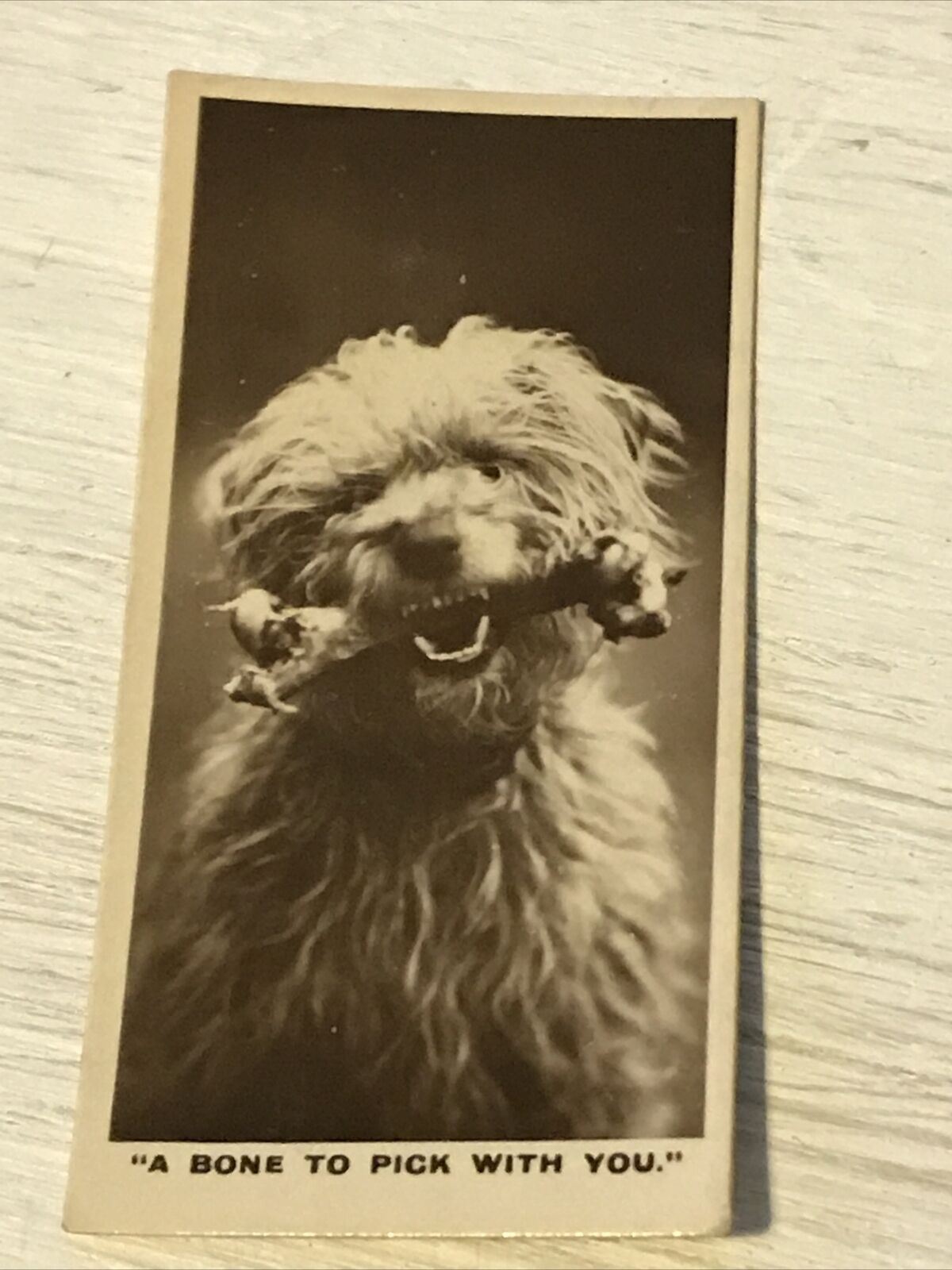 De Reszke Cigarette Card - Series 1 No.17 - A Bone To Pick With You - Scruffy dog with bone photo