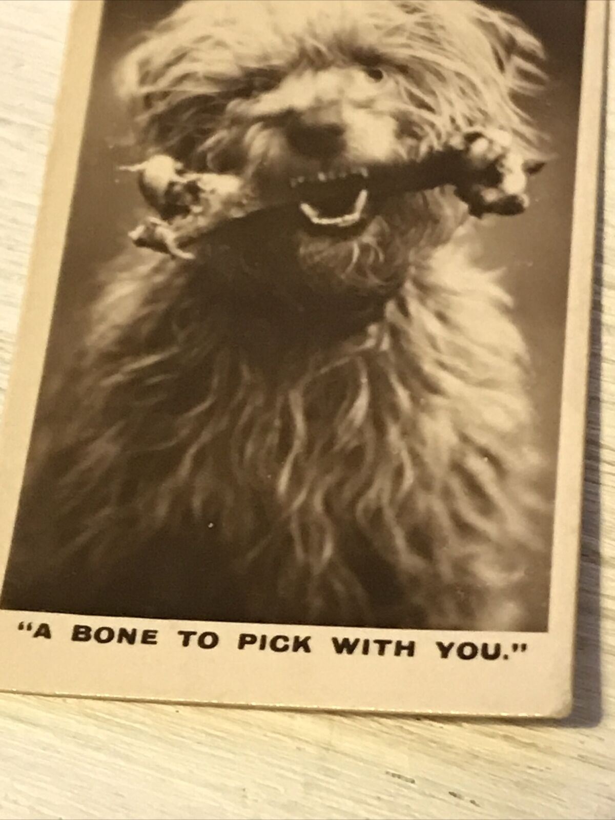 De Reszke Cigarette Card - Series 1 No.17 - A Bone To Pick With You - Scruffy dog with bone photo