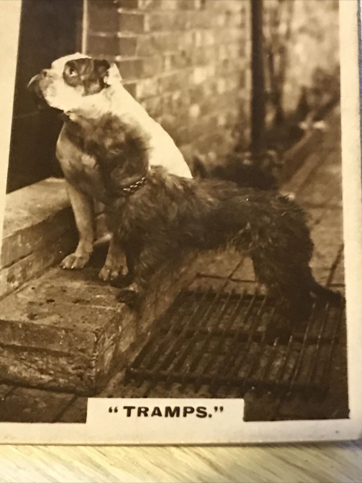 'Tramps' Stray dogs cute photo vintage De Reszke Cigarette Card Series 1 no.18