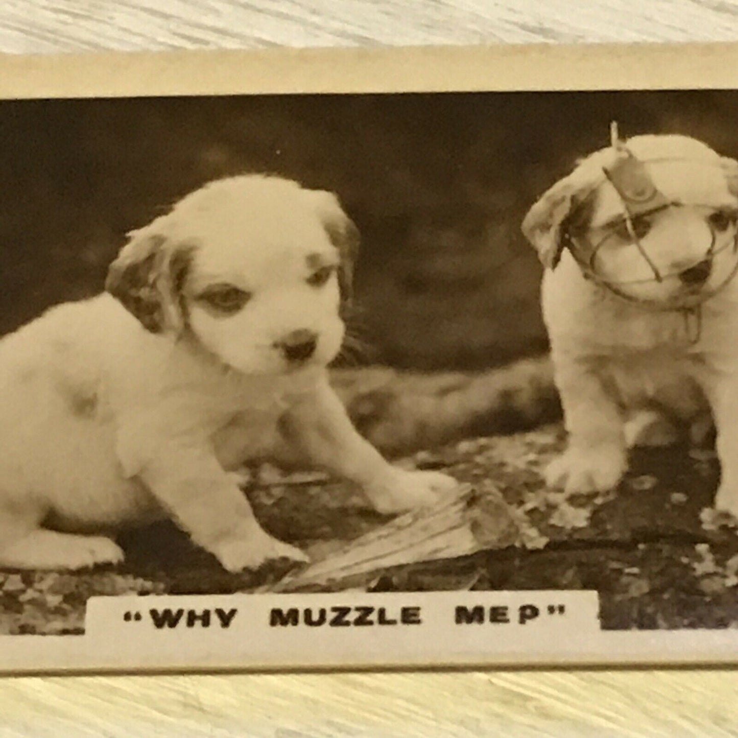 De Reszke Cigarette Card Series 1 no.21 why muzzle me? Dogs photo vintage 20s/30