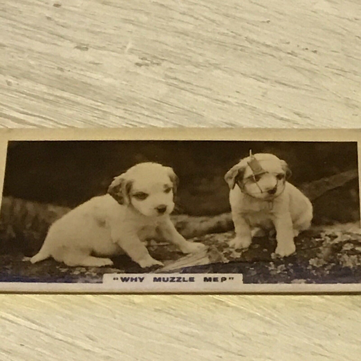 De Reszke Cigarette Card Series 1 no.21 why muzzle me? Dogs photo vintage 20s/30