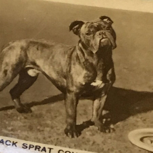 De Reszke Cigarette Card Series 5 no.21 Jack Sprat Could Eat No Fat Boxer Dog 1930s photo