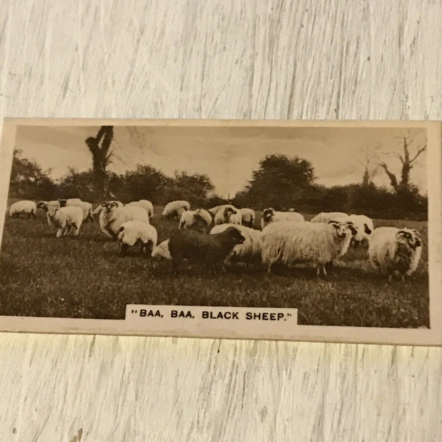 De Reszke 1930s Cigarette Card - Series 5 no.23 Baa Baa Black Sheep - Vintage Photo Sheep