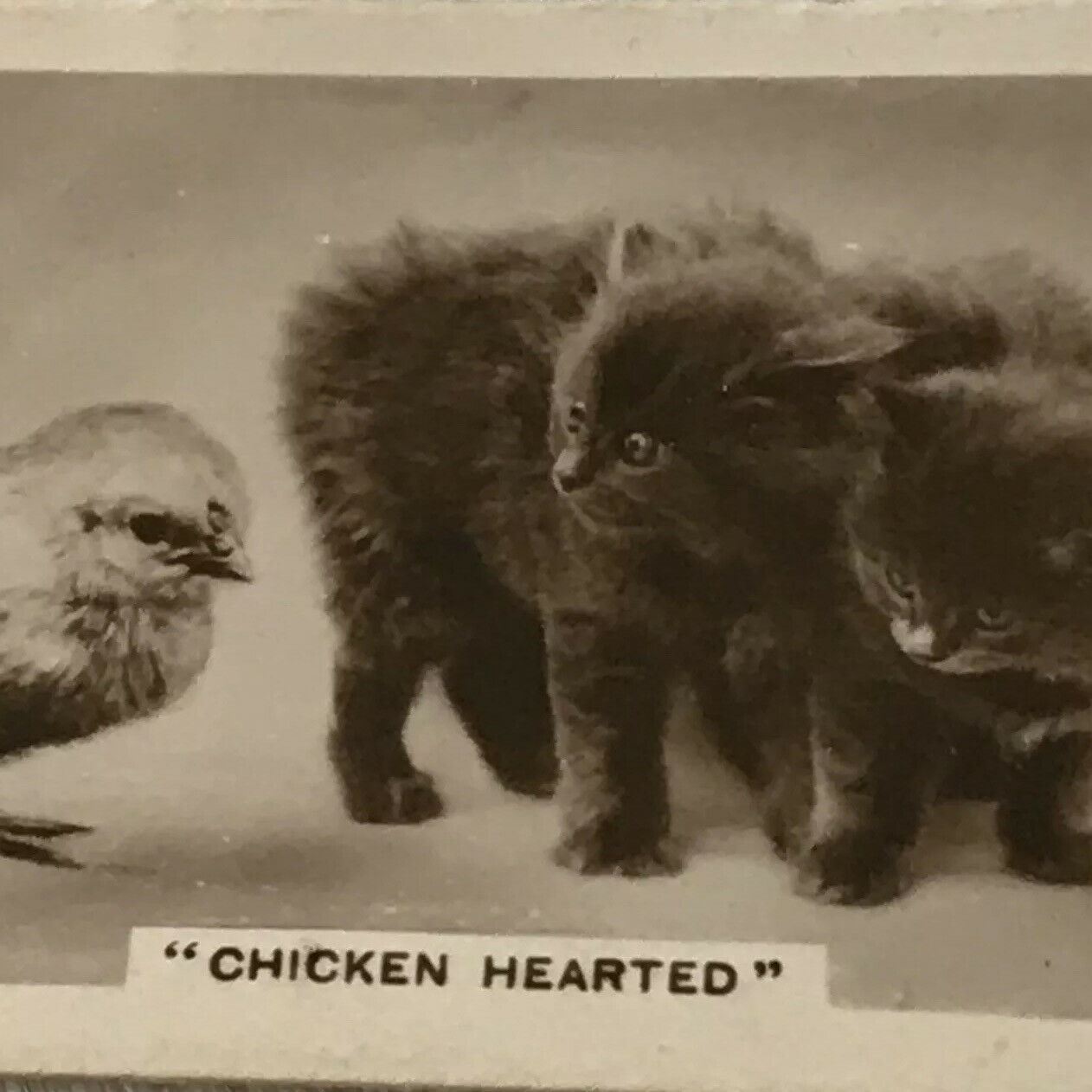 De Reszke Cigarette Card Series 3 no.24. 'Chicken Hearted'. Cute kittens & chick photo. 1930s.