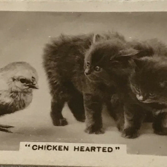 De Reszke Cigarette Card Series 3 no.24. 'Chicken Hearted'. Cute kittens & chick photo. 1930s.