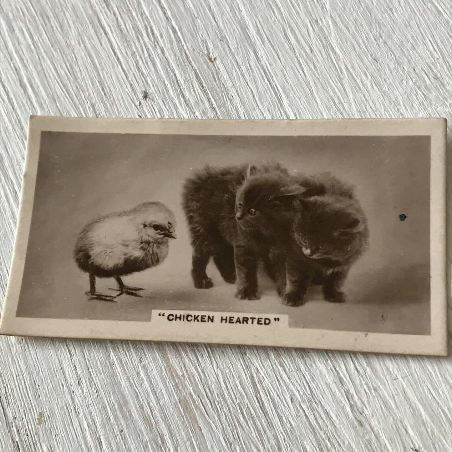 De Reszke Cigarette Card Series 3 no.24. 'Chicken Hearted'. Cute kittens & chick photo. 1930s.