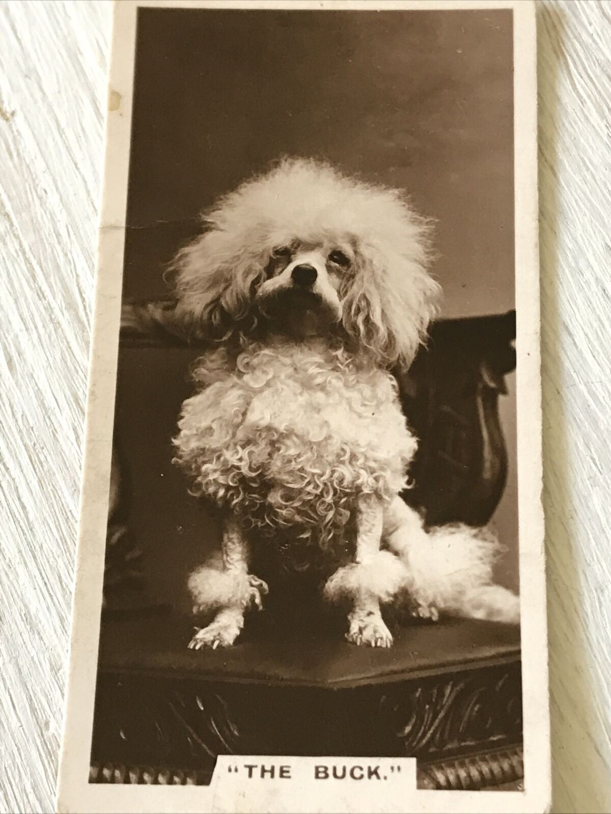 De Reszke Cigarette Card - Series 1 No.27-  The Buck - Funny Poodle Photo - Vintage - 1930s