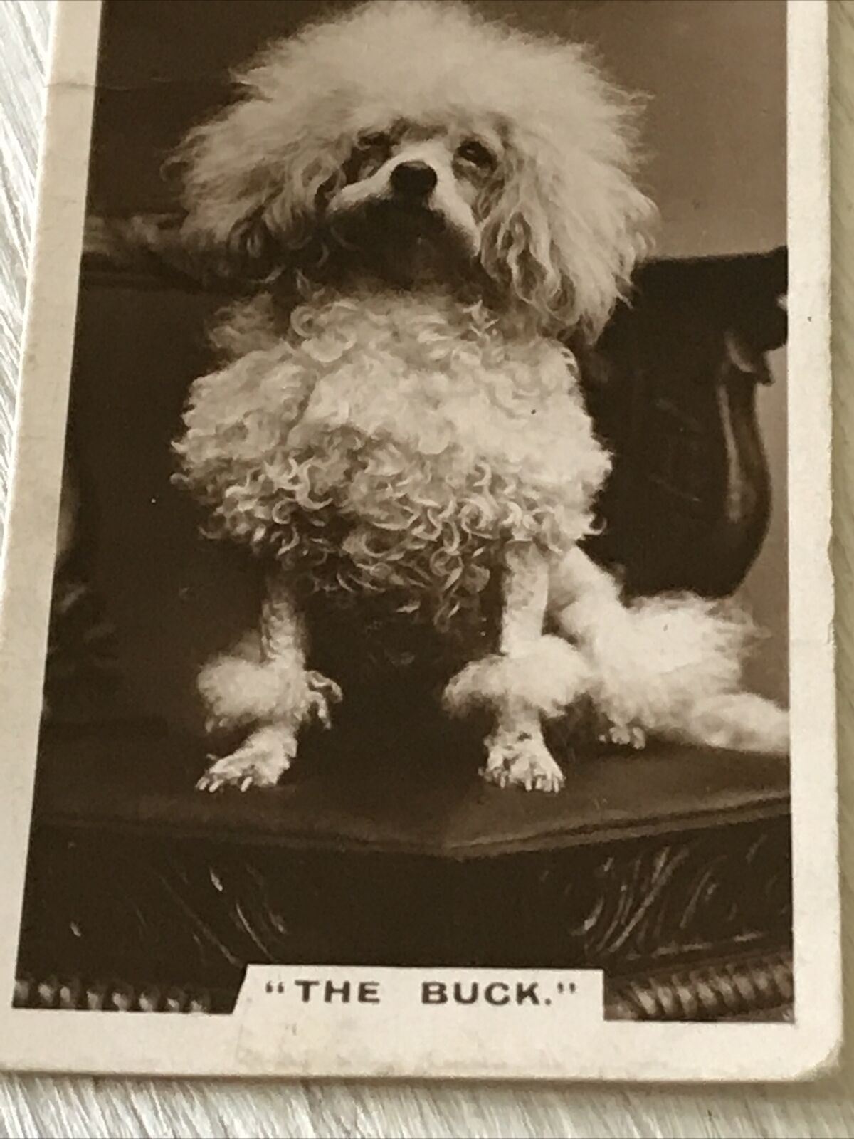 De Reszke Cigarette Card - Series 1 No.27-  The Buck - Funny Poodle Photo - Vintage - 1930s