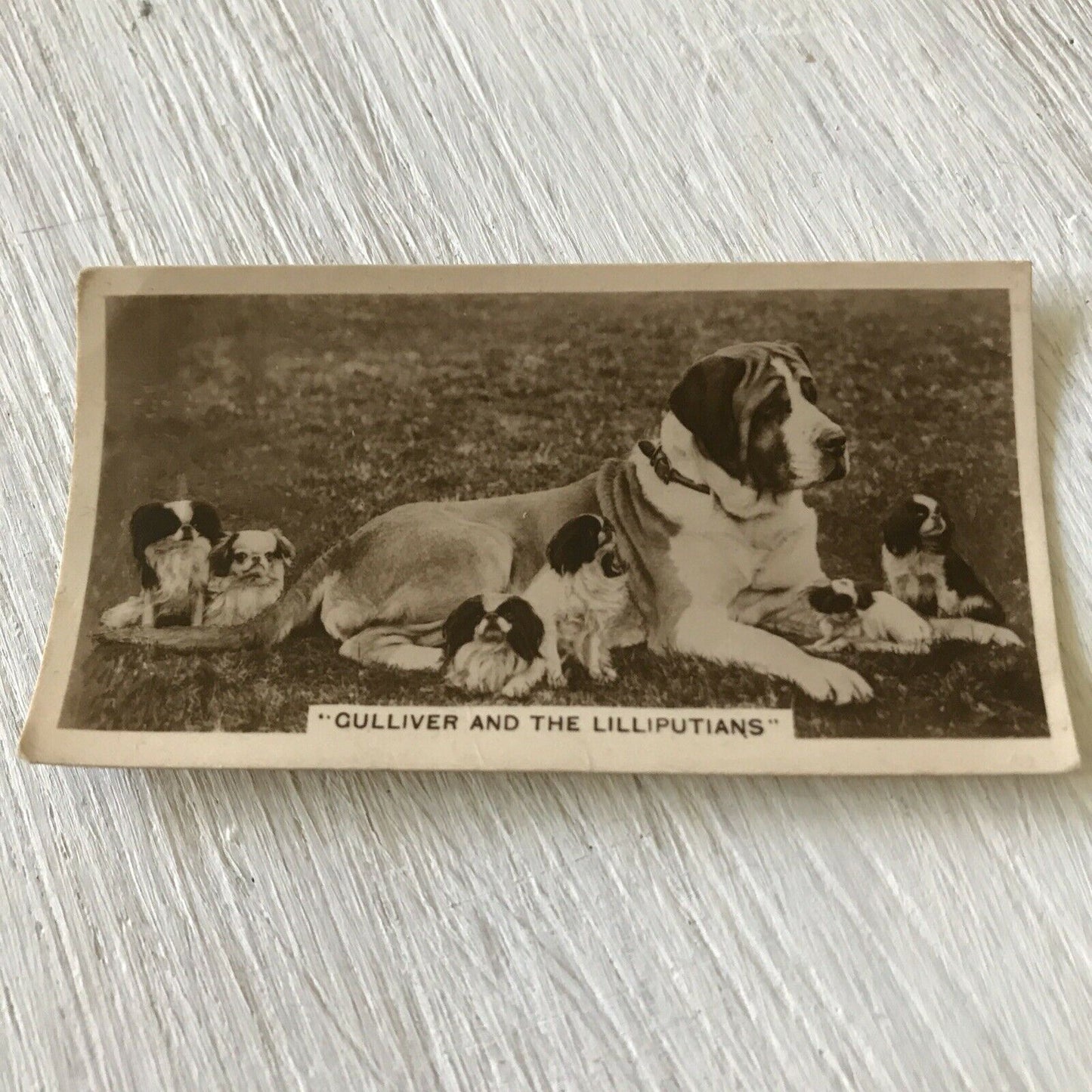 De Reszke Cigarette Card Series 5 No 27 Gulliver & The Lilliputians St Bernard