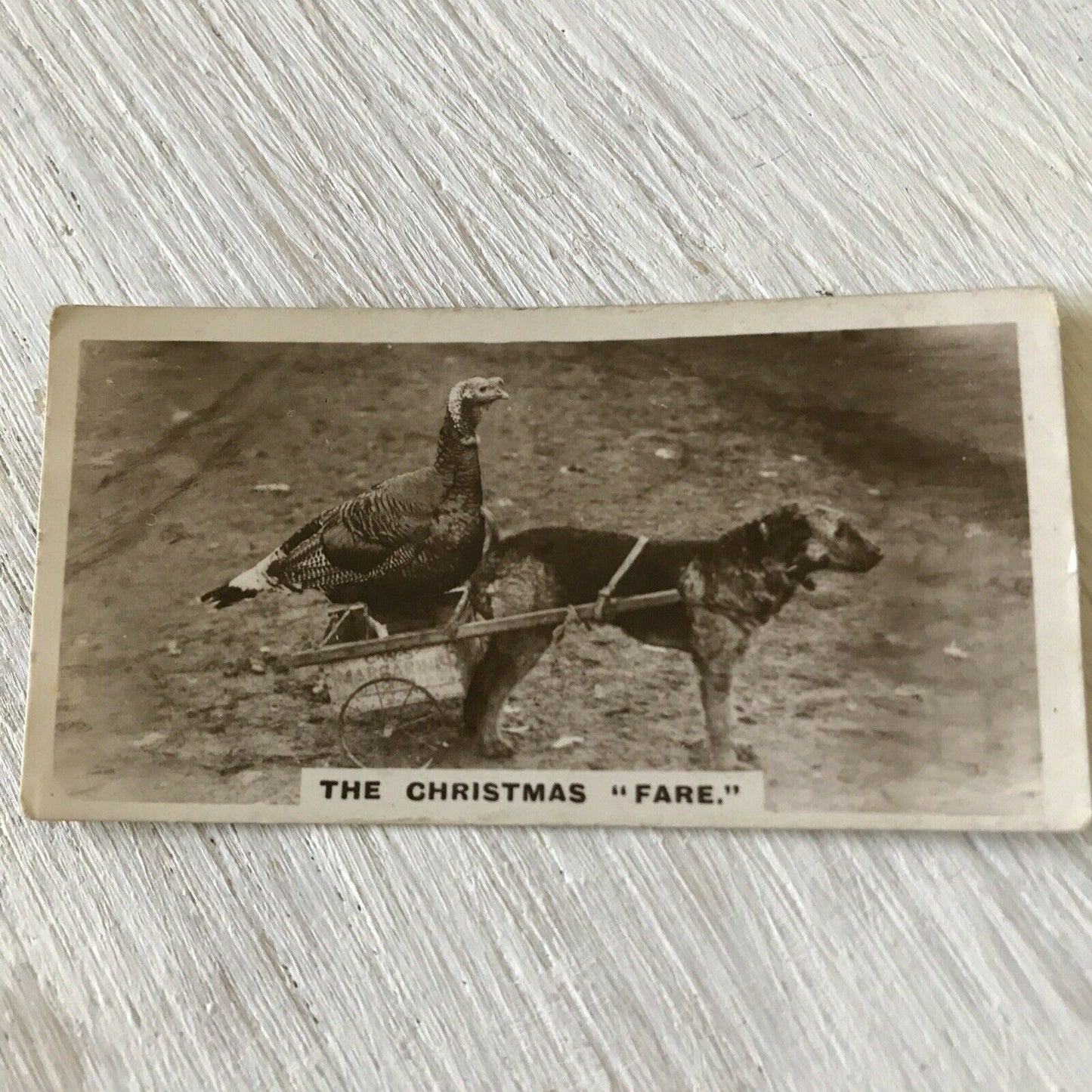 Millhoff De Reszke Cigarette Card Series 2 No 27 THE CHRISTMAS FARE Terrier & Turkey funny photo