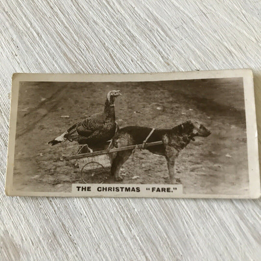 Millhoff De Reszke Cigarette Card Series 2 No 27 THE CHRISTMAS FARE Terrier & Turkey funny photo