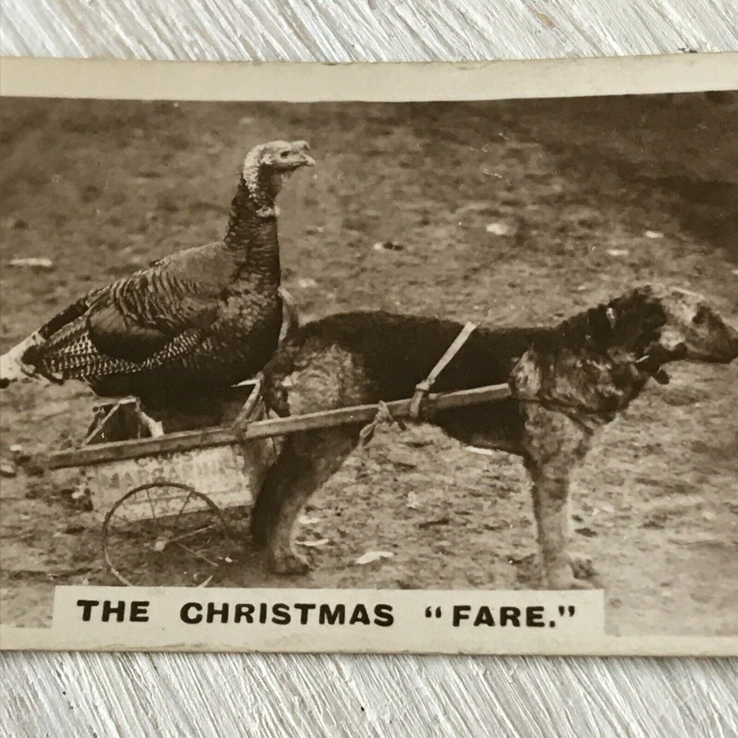 Millhoff De Reszke Cigarette Card Series 2 No 27 THE CHRISTMAS FARE Terrier & Turkey funny photo