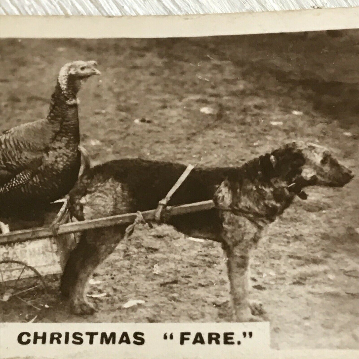 Millhoff De Reszke Cigarette Card Series 2 No 27 THE CHRISTMAS FARE Terrier & Turkey funny photo