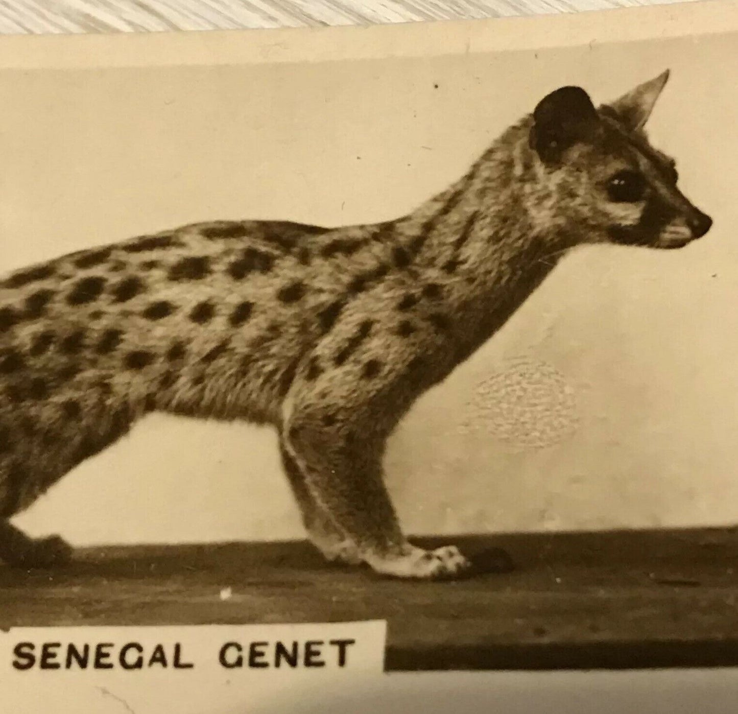 De Reszke Cigarette Card Zoological Studies No 19 Senegal Genet. Photograph
