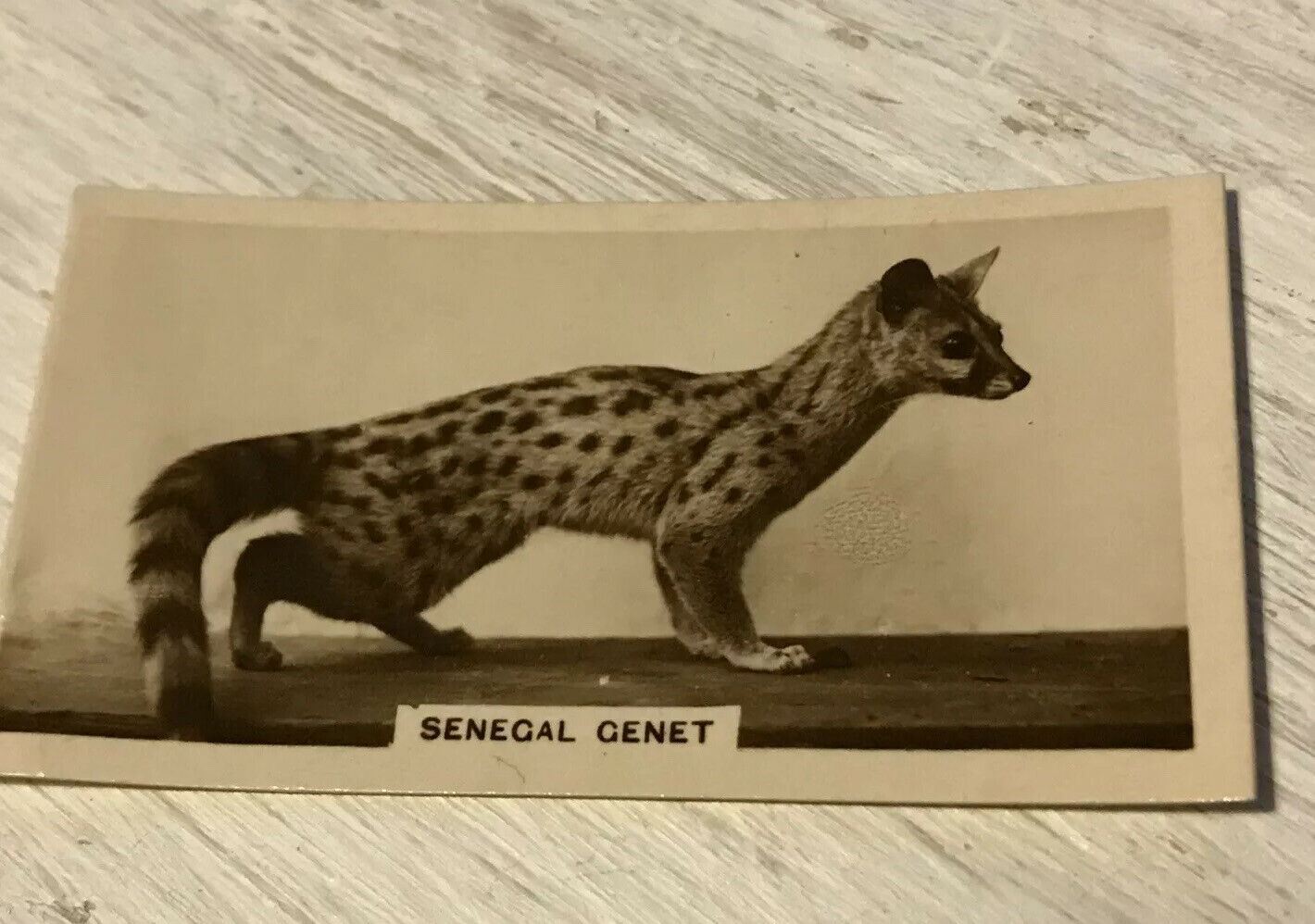 De Reszke Cigarette Card Zoological Studies No 19 Senegal Genet. Photograph