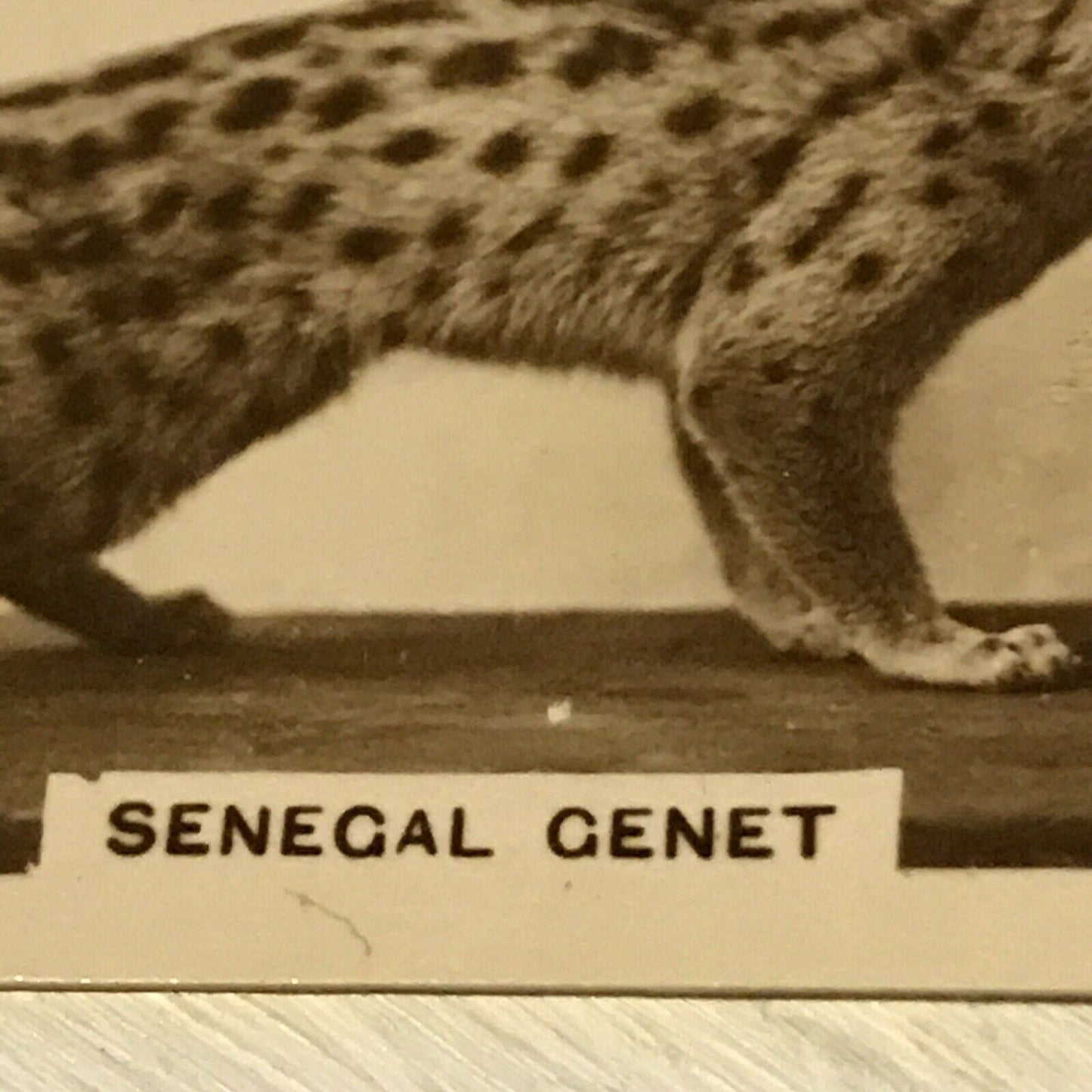 De Reszke Cigarette Card Zoological Studies No 19 Senegal Genet. Photograph