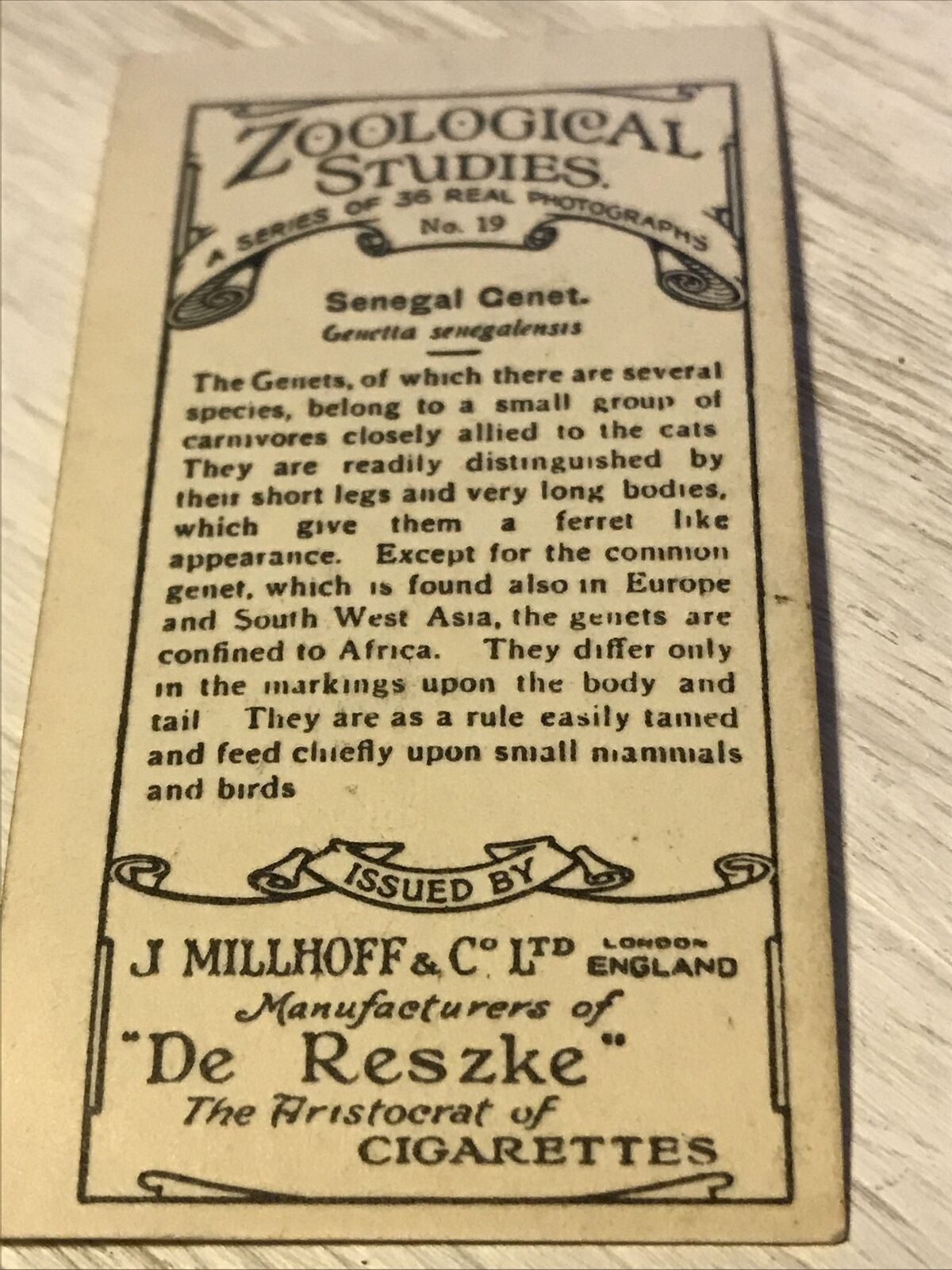 De Reszke Cigarette Card Zoological Studies No 19 Senegal Genet. Photograph