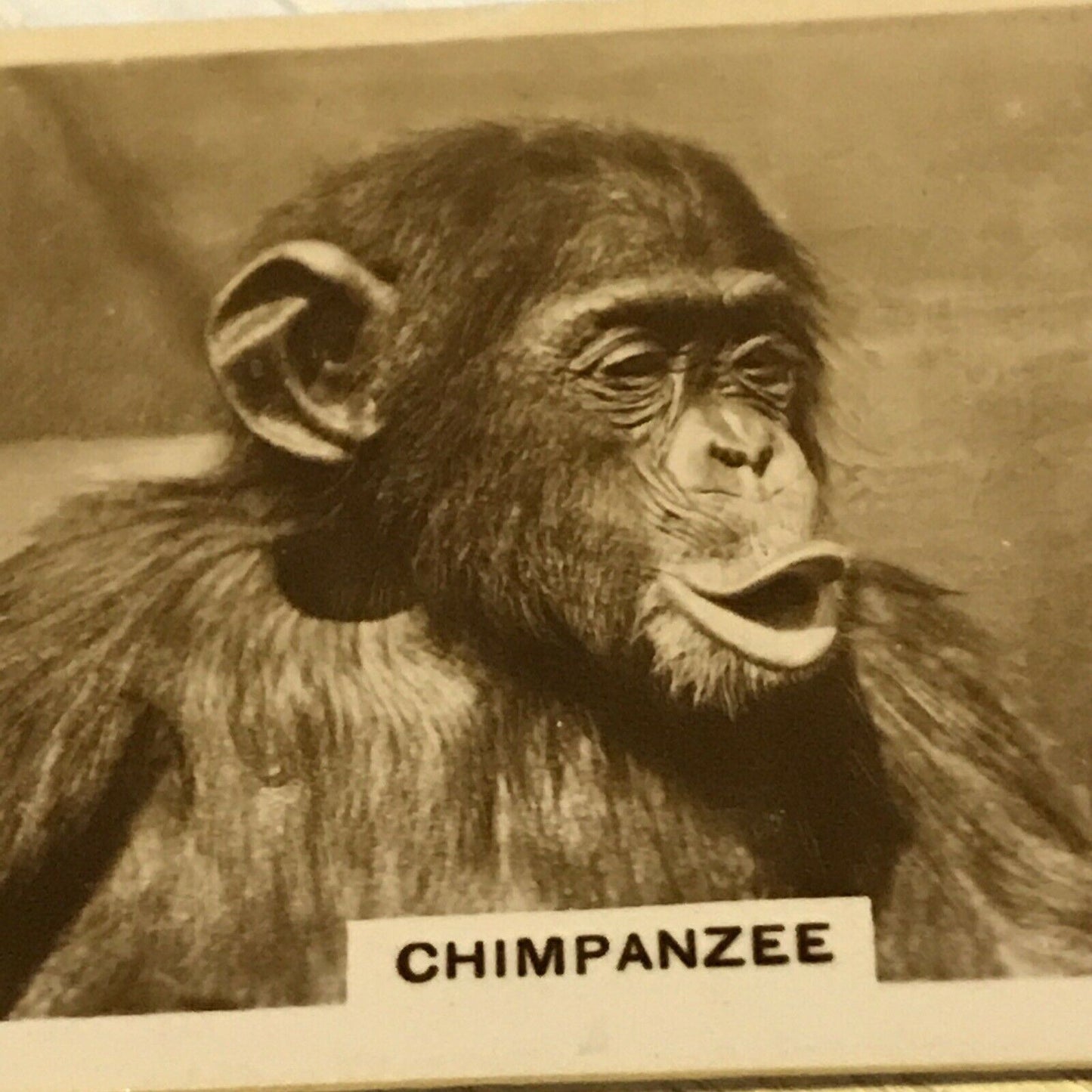 De Reszke Cigarette Card Zoological Studies No 24 Chimpanzee Photograph Vintage from 1929