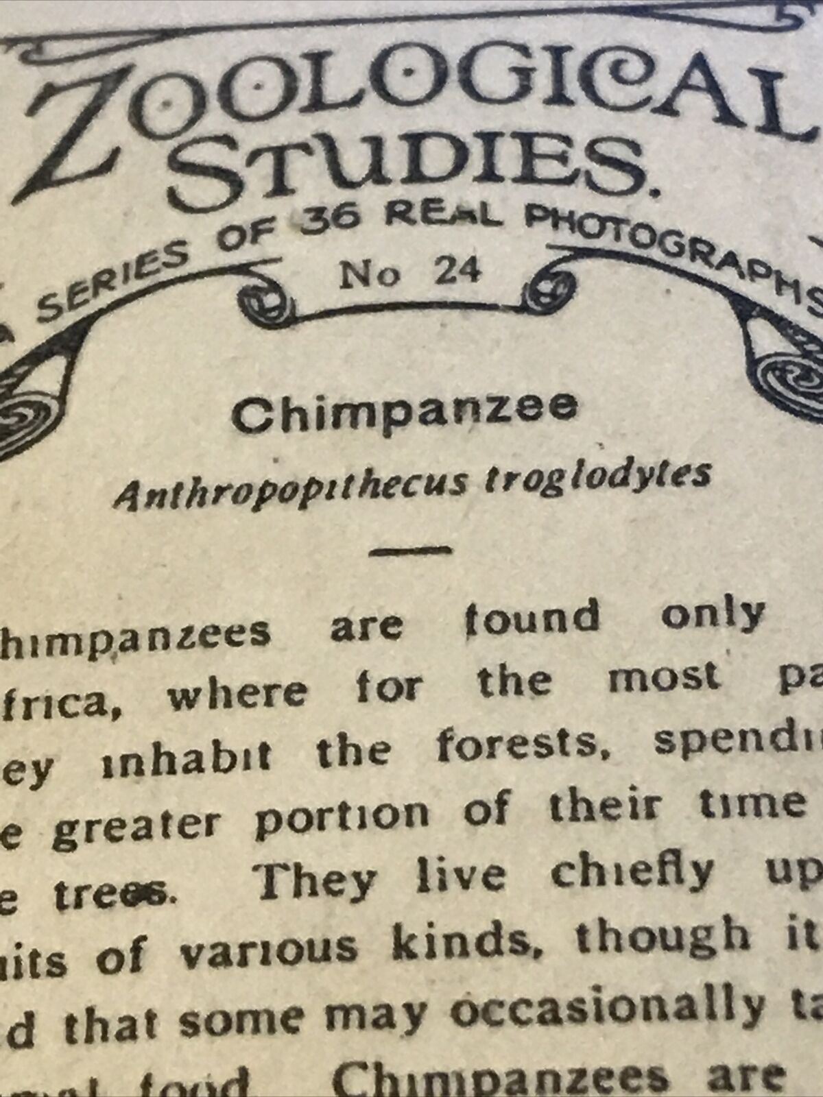 De Reszke Cigarette Card Zoological Studies No 24 Chimpanzee Photograph Vintage from 1929