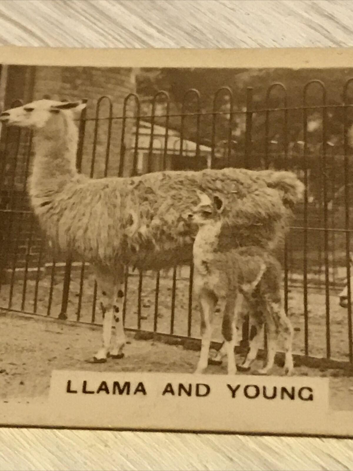 De Reszke Cigarette Card Zoological Studies No 13 Llama & Young Photograph
