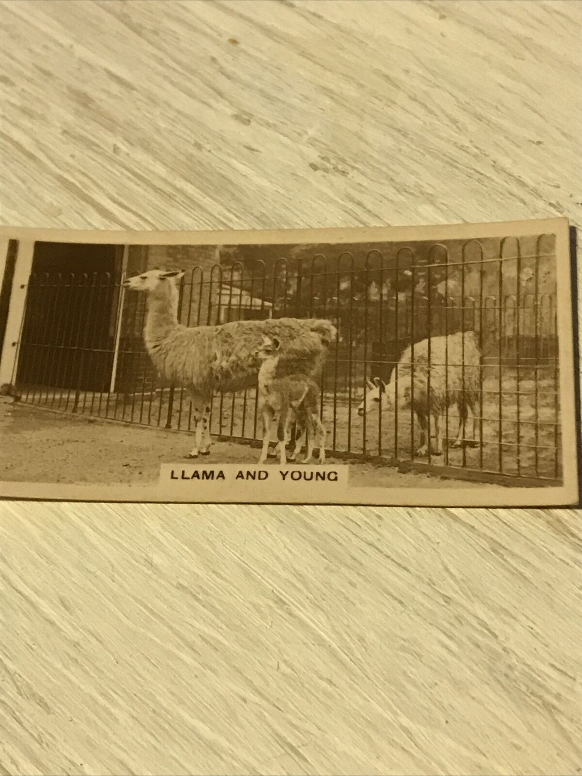 De Reszke Cigarette Card Zoological Studies No 13 Llama & Young Photograph