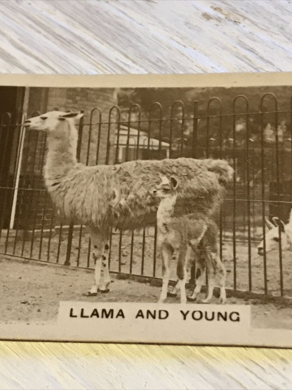 De Reszke Cigarette Card Zoological Studies No 13 Llama & Young Photograph