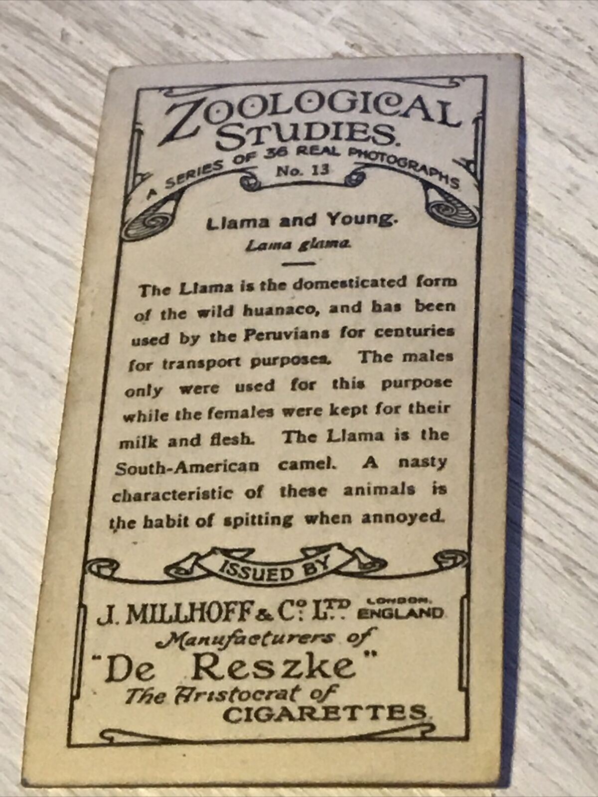 De Reszke Cigarette Card Zoological Studies No 13 Llama & Young Photograph