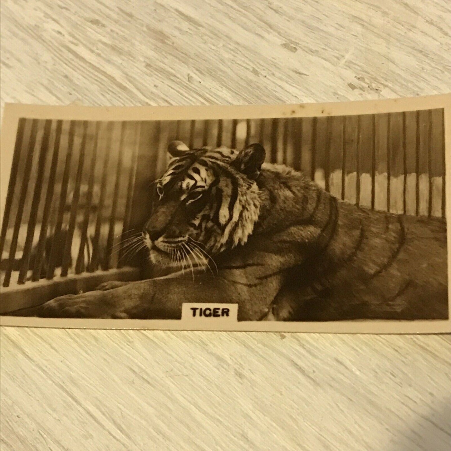 De Reszke Cigarette Card Zoological Studies No 27 Tiger Photograph 1920s Vintag