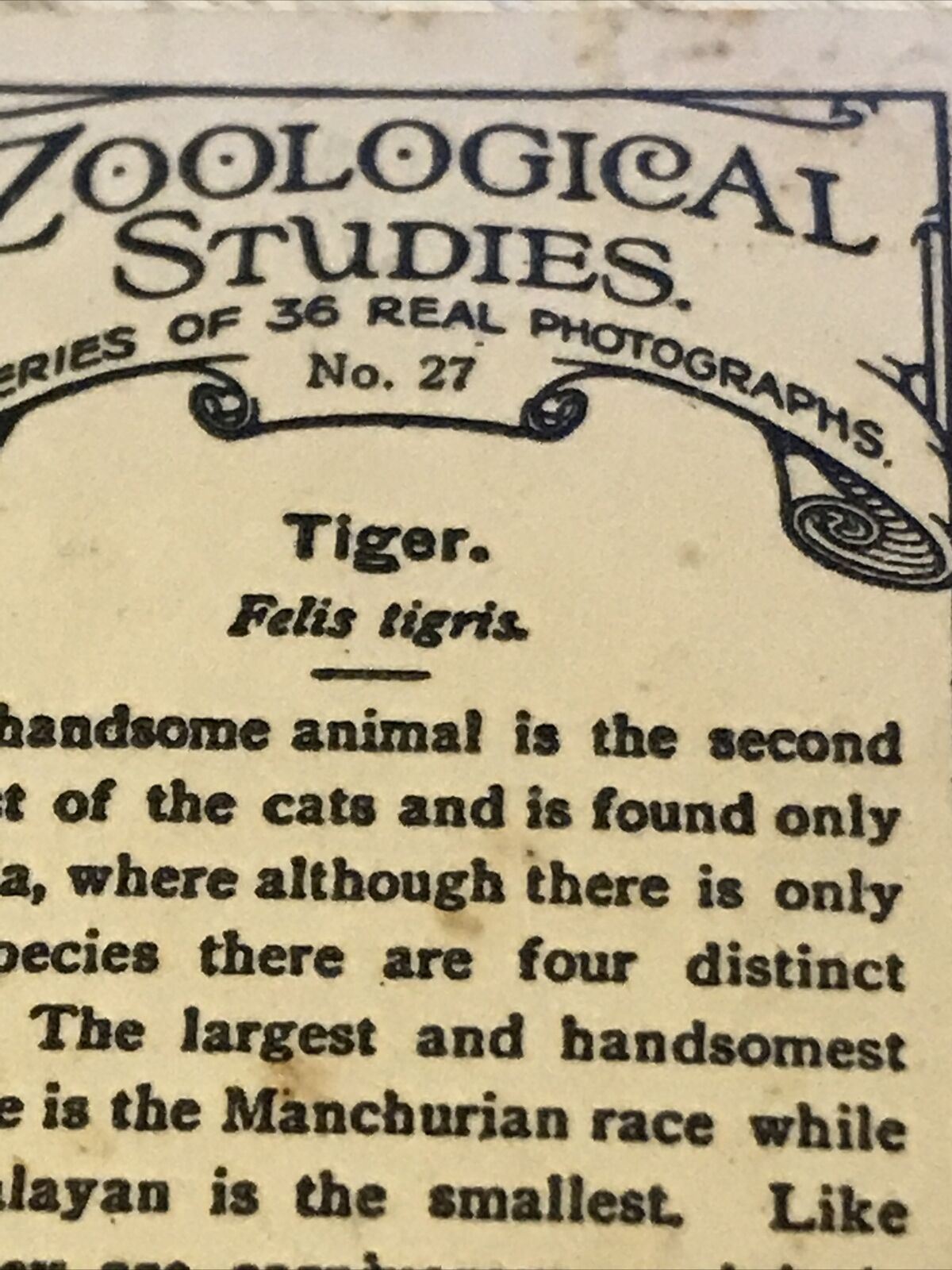 De Reszke Cigarette Card Zoological Studies No 27 Tiger Photograph 1920s Vintag