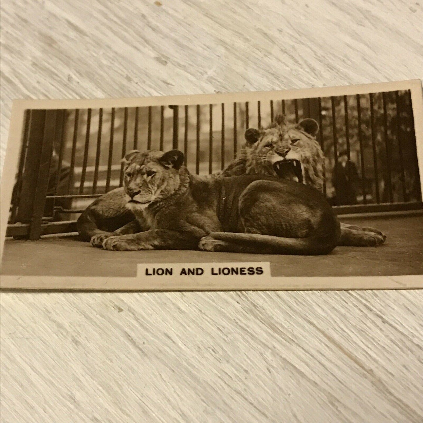 De Reszke Cigarette Card Zoological Studies #25 Lion Lioness Photo Vintage Zoo