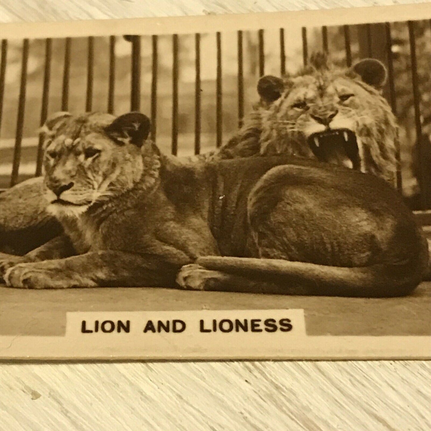 De Reszke Cigarette Card Zoological Studies #25 Lion Lioness Photo Vintage Zoo