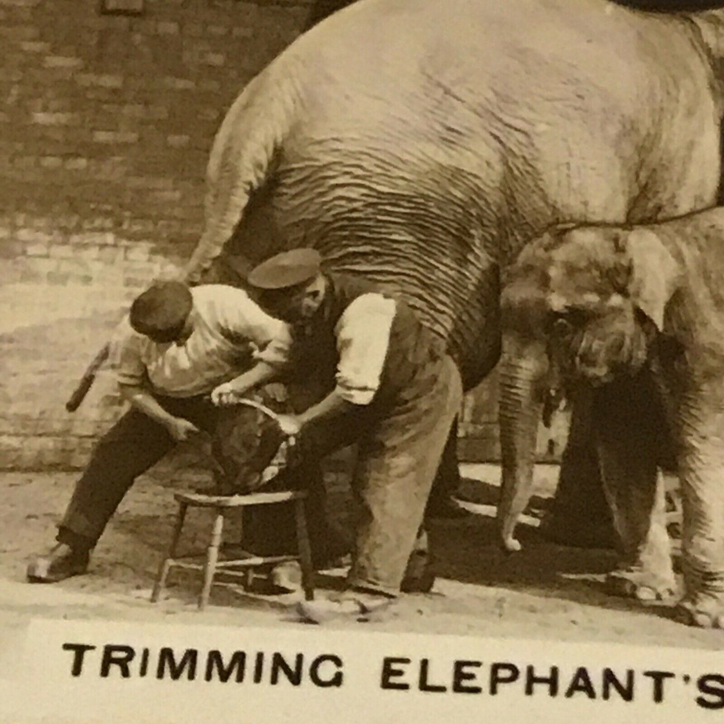 De Reszke Cigarette Card Zoological Studies #16 Trimming Elephants Feet Zoo Pic