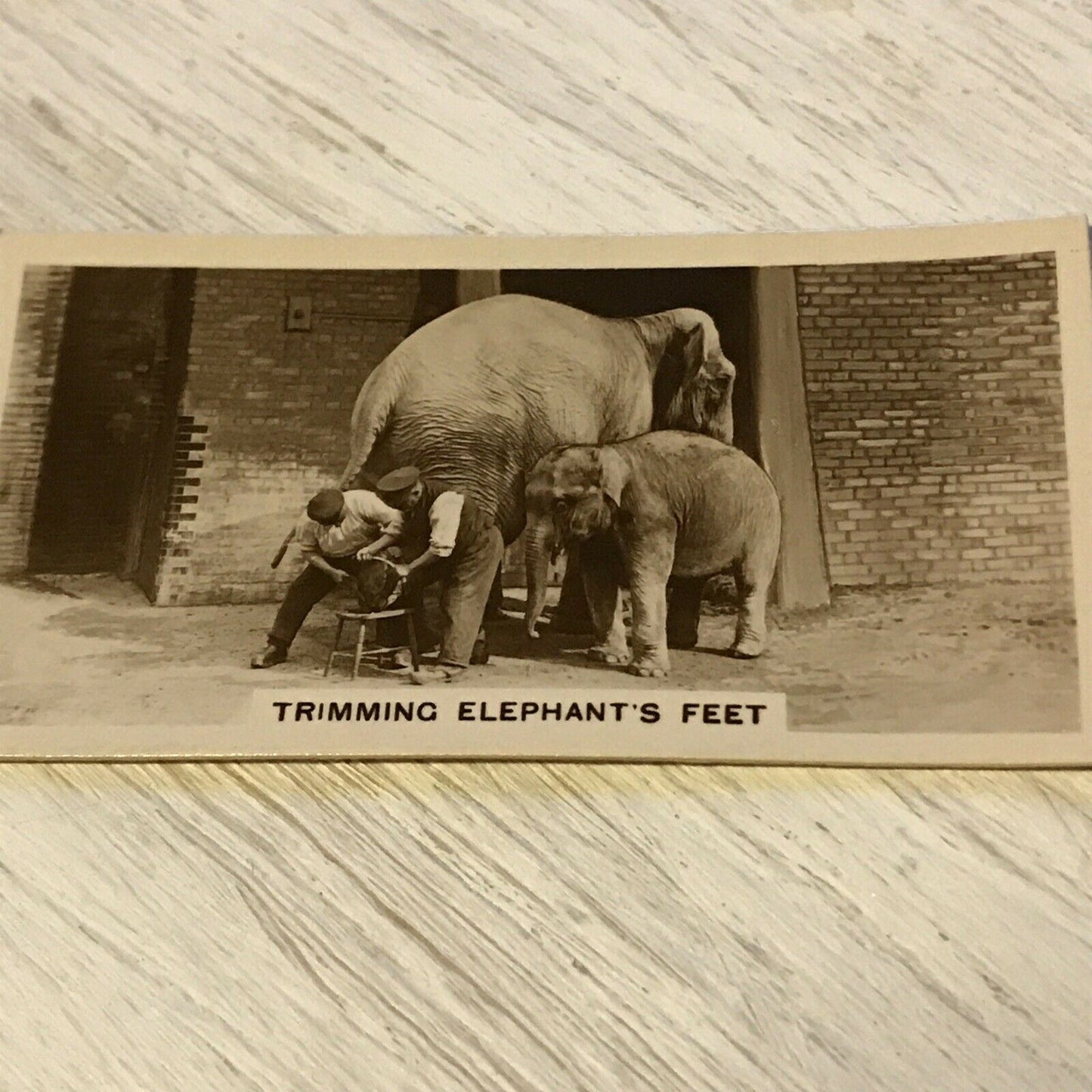De Reszke Cigarette Card Zoological Studies #16 Trimming Elephants Feet Zoo Pic