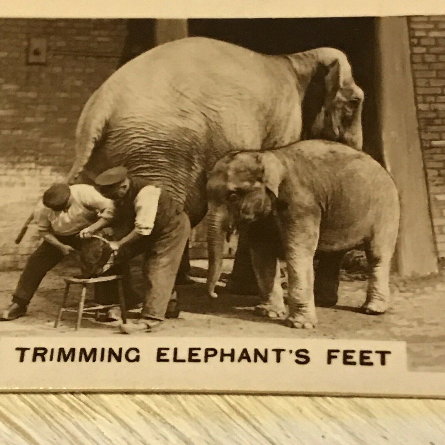 De Reszke Cigarette Card Zoological Studies #16 Trimming Elephants Feet Zoo Pic