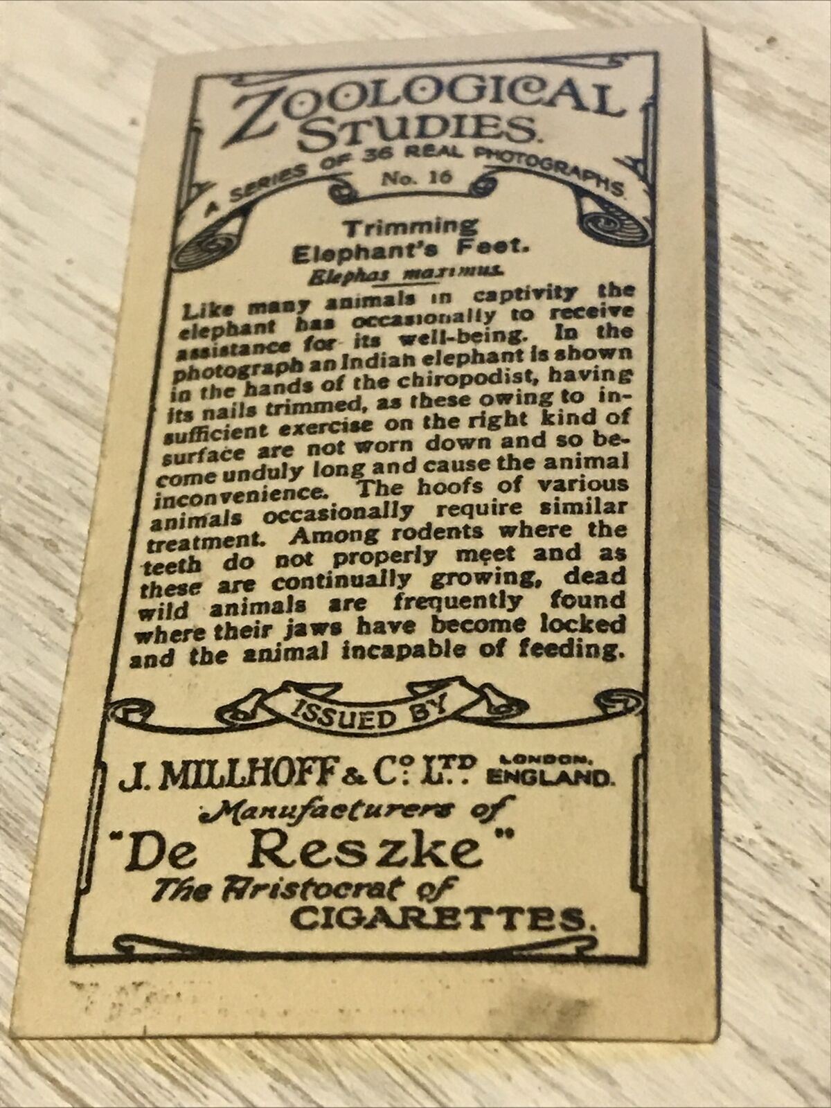 De Reszke Cigarette Card Zoological Studies #16 Trimming Elephants Feet Zoo Pic