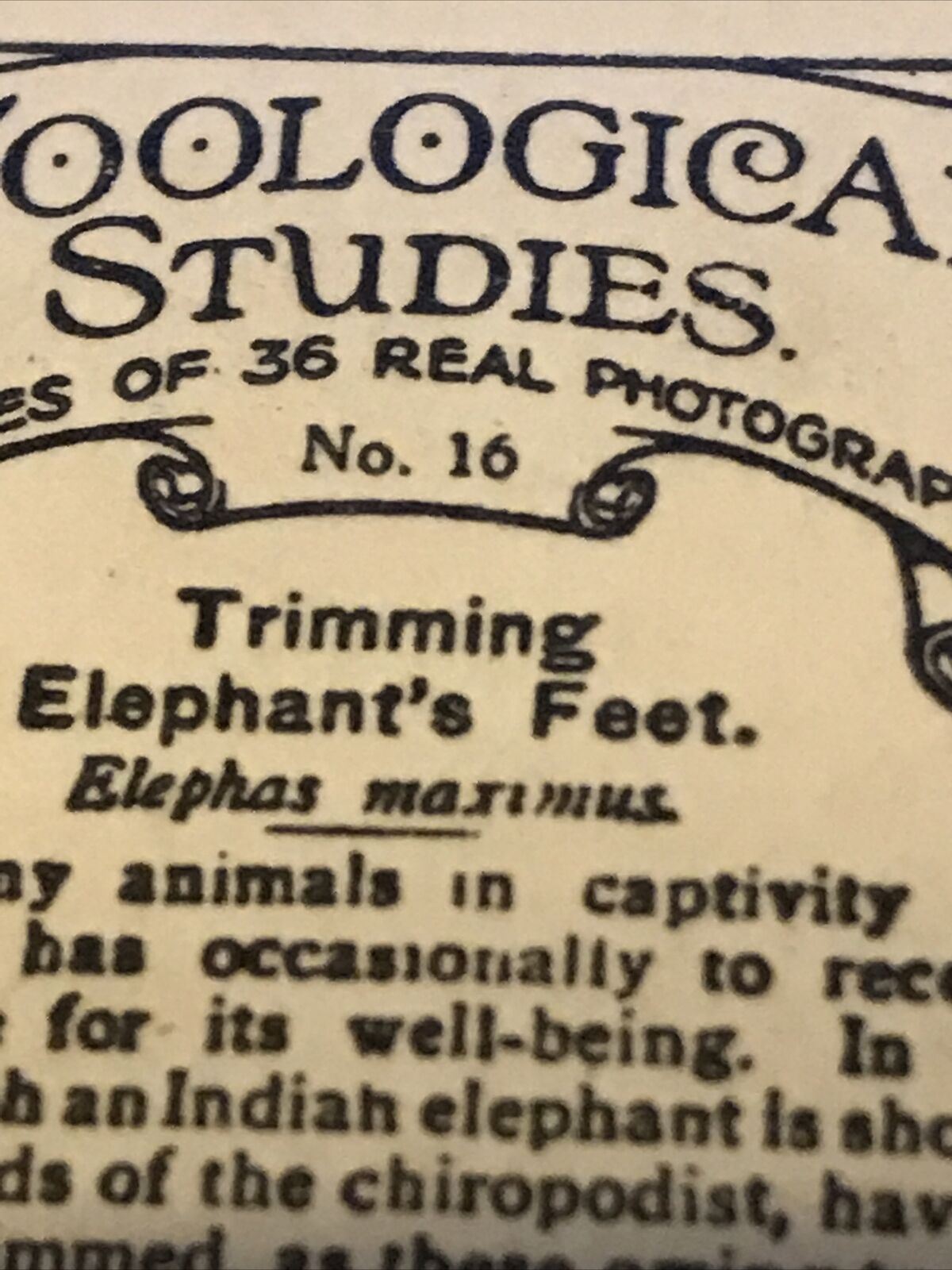 De Reszke Cigarette Card Zoological Studies #16 Trimming Elephants Feet Zoo Pic