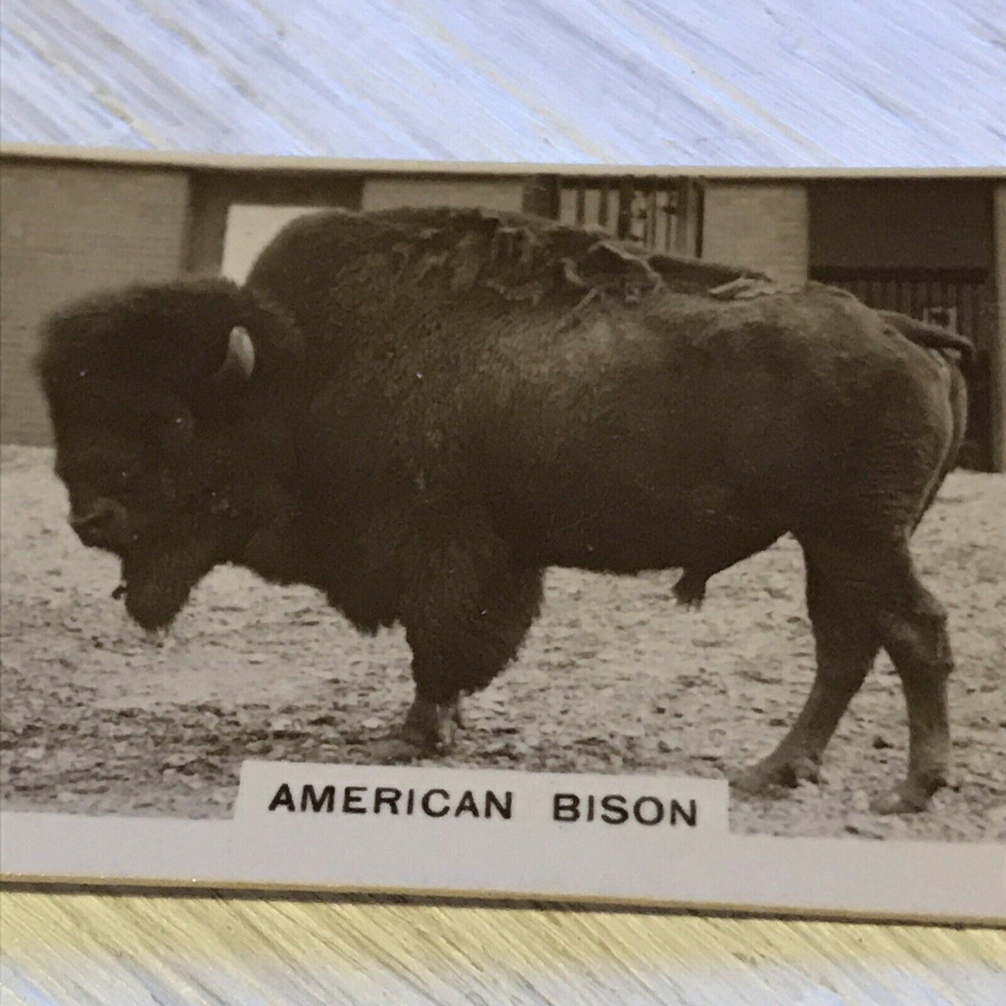 De Reszke Cigarette Card Zoological Studies #35 American Bison Photo 1920s Zoo