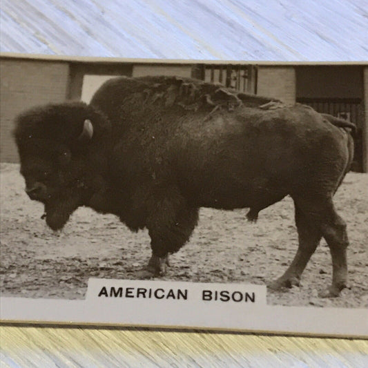 De Reszke Cigarette Card Zoological Studies #35 American Bison Photo 1920s Zoo