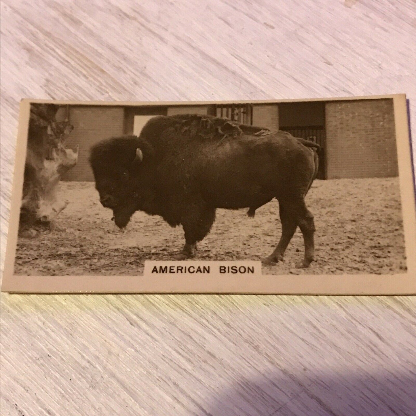 De Reszke Cigarette Card Zoological Studies #35 American Bison Photo 1920s Zoo