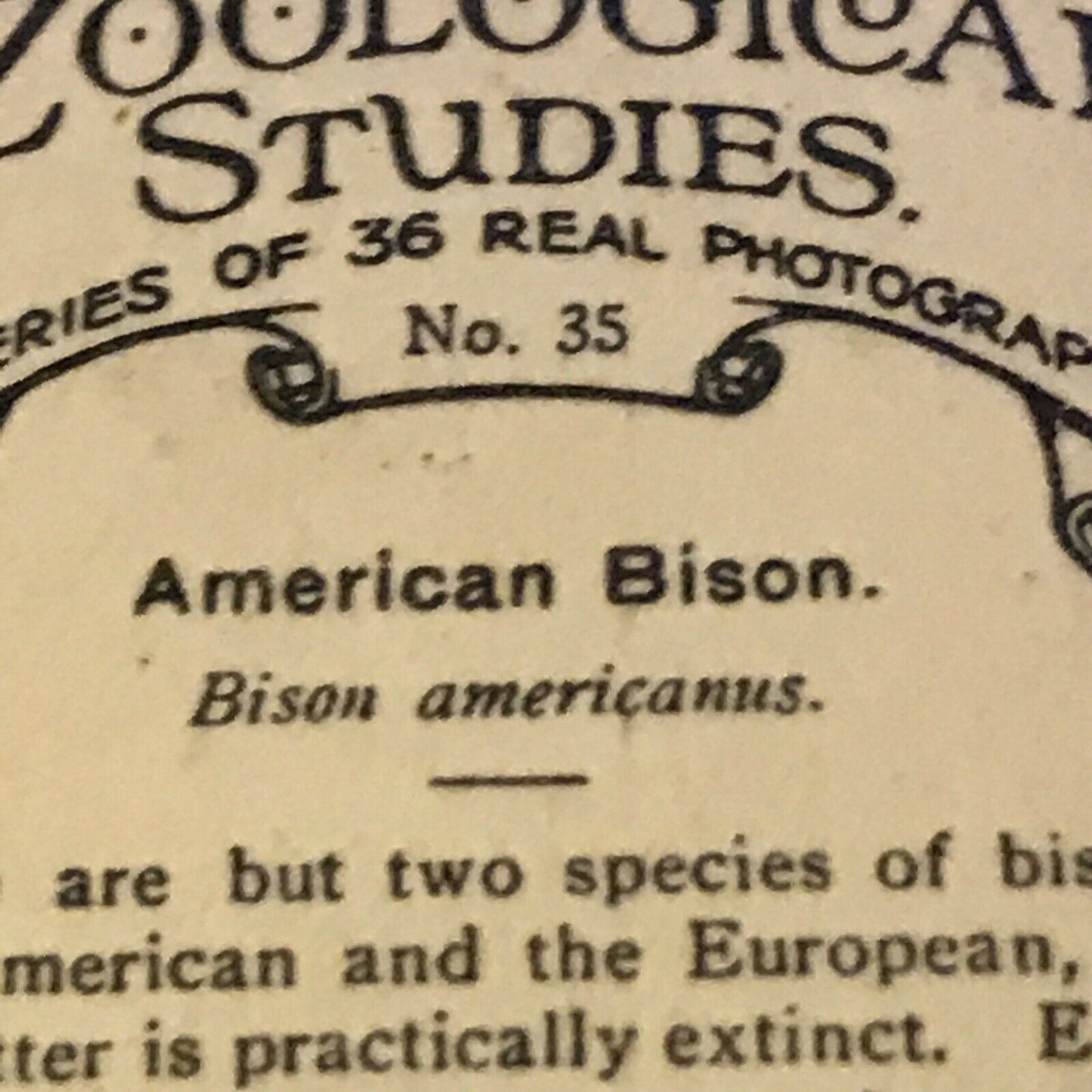 De Reszke Cigarette Card Zoological Studies #35 American Bison Photo 1920s Zoo