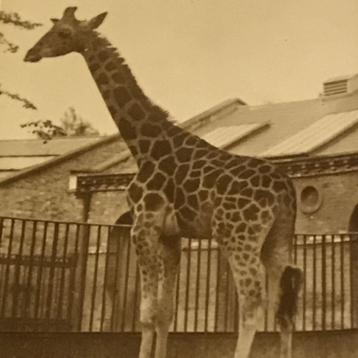 De Reszke Cigarette Card - Zoological Studies - No. 6 - Giraffe - Vintage Photo - 1920s - Zoo Pic