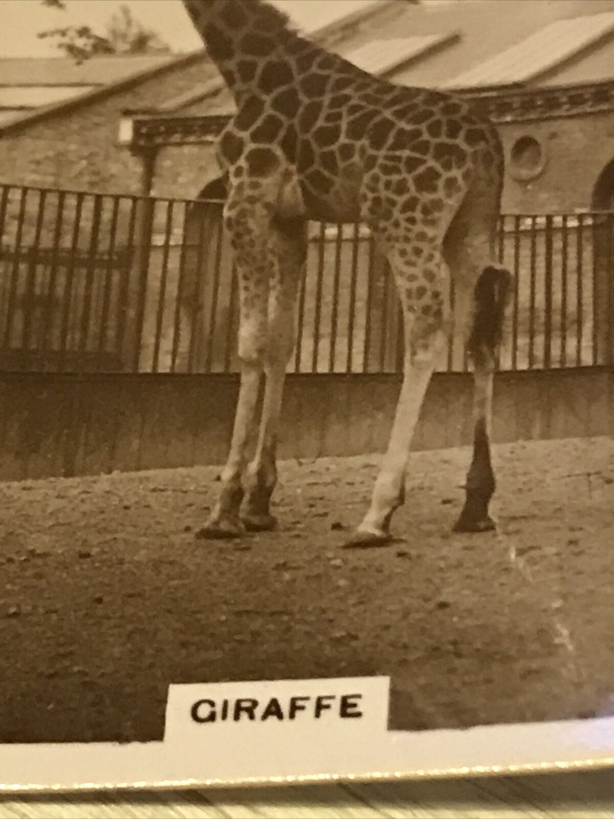 De Reszke Cigarette Card - Zoological Studies - No. 6 - Giraffe - Vintage Photo - 1920s - Zoo Pic