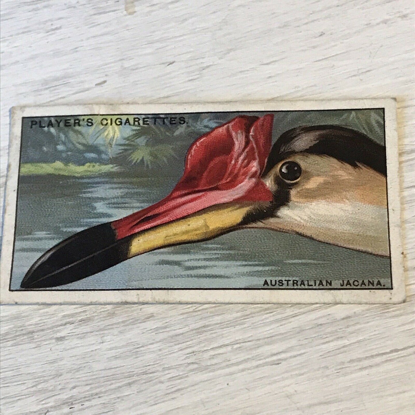 Players Cigarette Card - 1929 - 'Curious Beaks' - No. 29 - The Australian Jacana - Bird Picture -